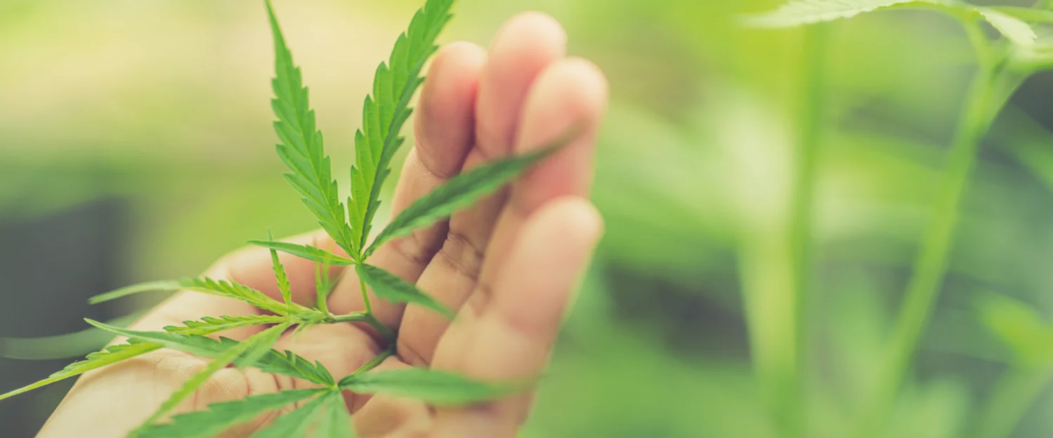 Hand holding a young cannabis plant as a symbol of controlled cleanroom and climate technology in cannabis cultivation