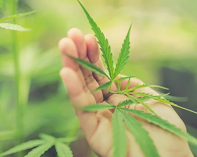 Hand hält junge Cannabispflanze im kontrollierten Indoor-Anbau für Reinraum- und Klimatechniklösungen