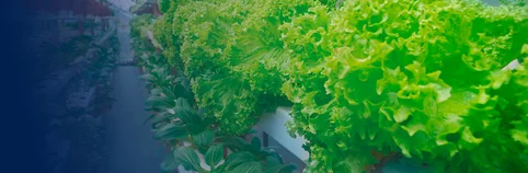  Fresh leafy greens in an indoor farming environment with controlled climate technology by Weiss Klimatechnik